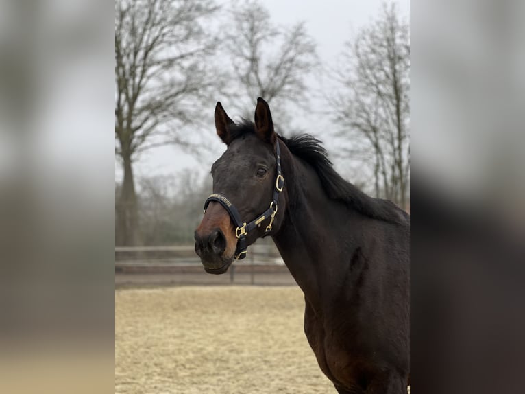 Oldenburg Mare 9 years 17 hh Bay-Dark in Saerbeck