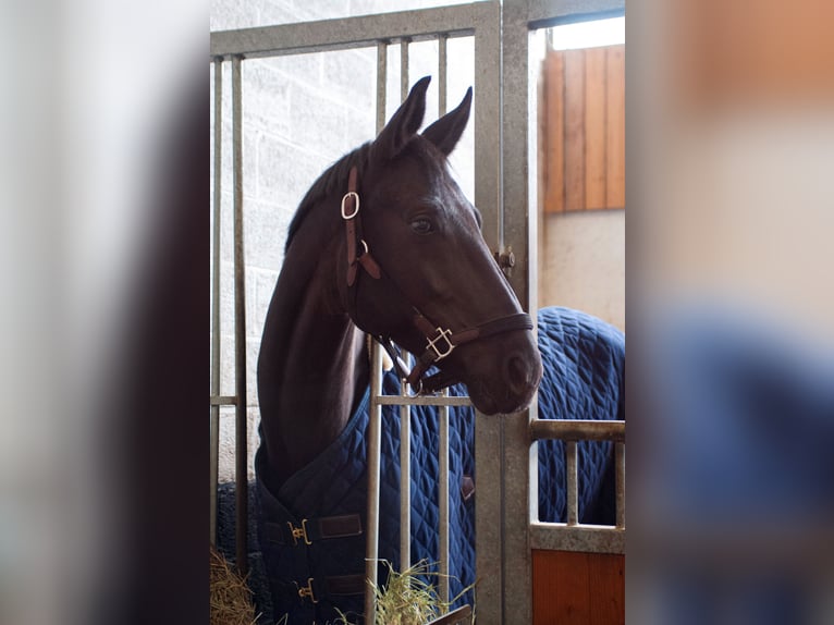 Oldenburg Mare 9 years 17 hh Black in Bastogne