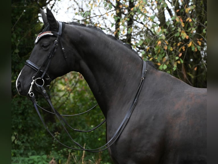 Oldenburg Mare 9 years 17 hh Black in Karlsfeld