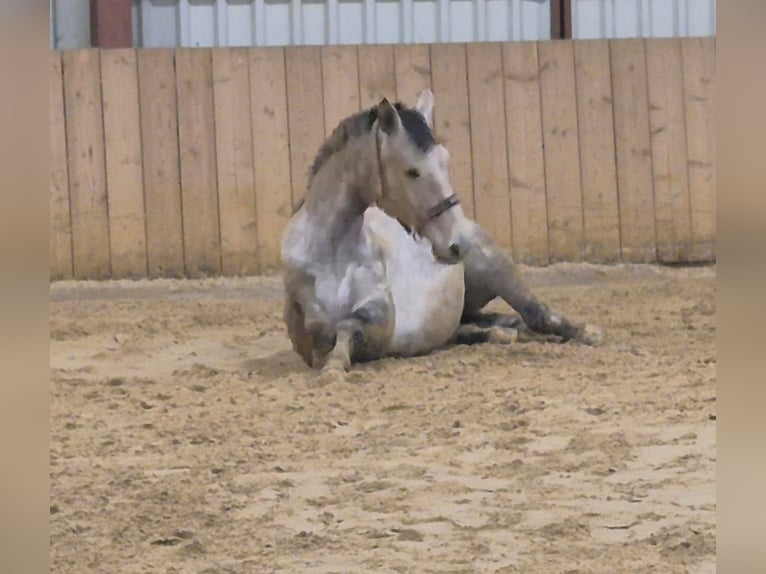 Oldenburg Mare 9 years 17 hh Grey in Westerkappeln