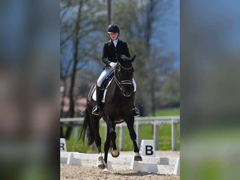 Oldenburg Mare 9 years 17 hh Rabicano in Waakirchen