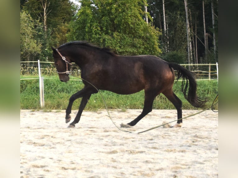 Oldenburg Mare 9 years 17,1 hh Bay-Dark in Isny im Allgäu