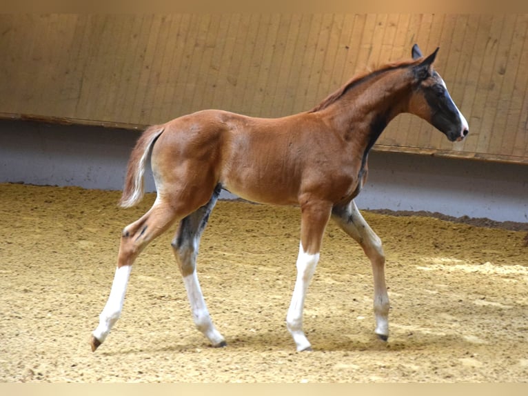 Oldenburg Mare 9 years 17,1 hh Bay-Dark in Isny im Allgäu