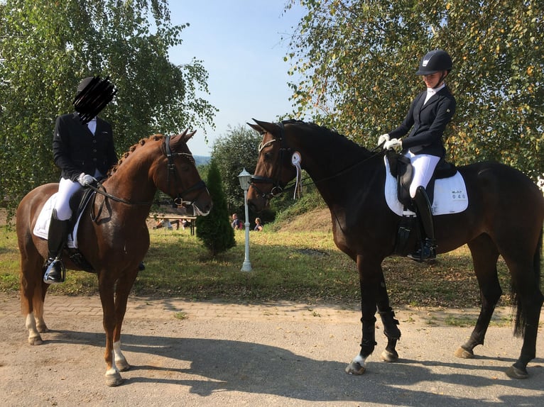 Oldenburg Mare 9 years 17,1 hh Bay-Dark in Sulzbach am Main