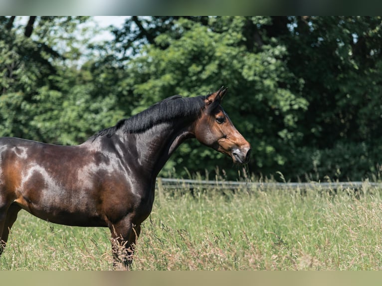Oldenburg Mare 9 years 17,1 hh Bay-Dark in Sulzbach am Main