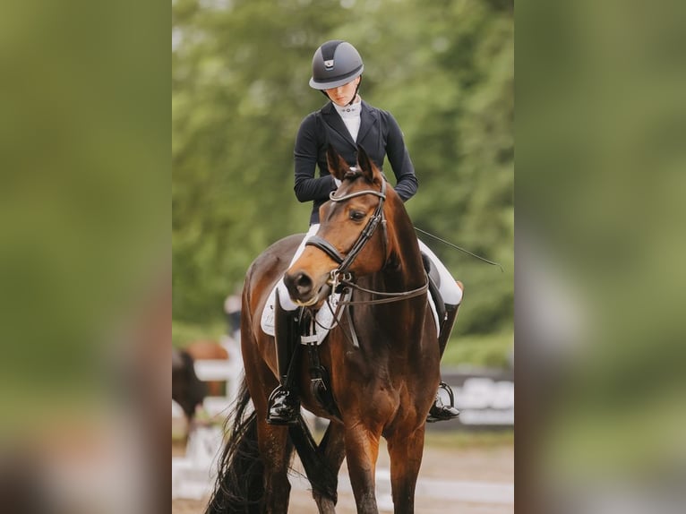 Oldenburg Mare 9 years 17,1 hh Bay-Dark in Sulzbach am Main
