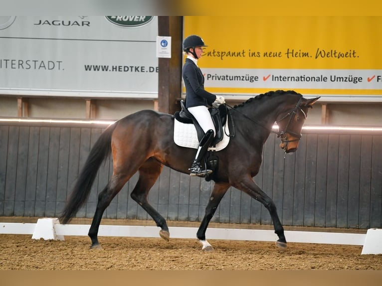 Oldenburg Mare 9 years 17,1 hh Bay-Dark in Sulzbach am Main