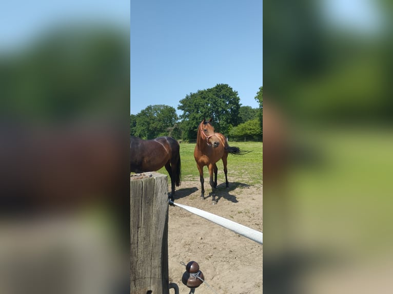 Oldenburg Mare 9 years 17,1 hh Brown in Friedeburg /Marx