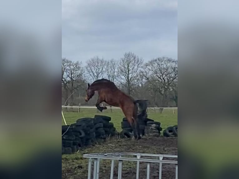 Oldenburg Mare 9 years 17,1 hh Brown in Friedeburg /Marx