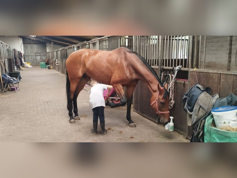 Oldenburg Mare 9 years 17,1 hh Brown in Friedeburg /Marx