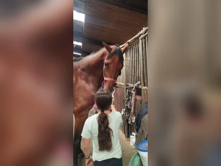 Oldenburg Mare 9 years 17,1 hh Brown in Friedeburg /Marx