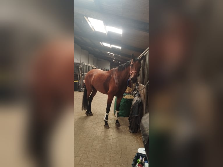 Oldenburg Mare 9 years 17,1 hh Brown in Friedeburg /Marx