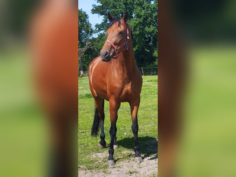 Oldenburg Mare 9 years 17,1 hh Brown in Friedeburg /Marx