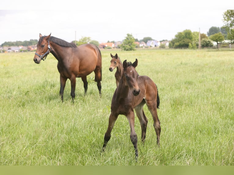 Oldenburg Mare 9 years Brown in Lemwerder