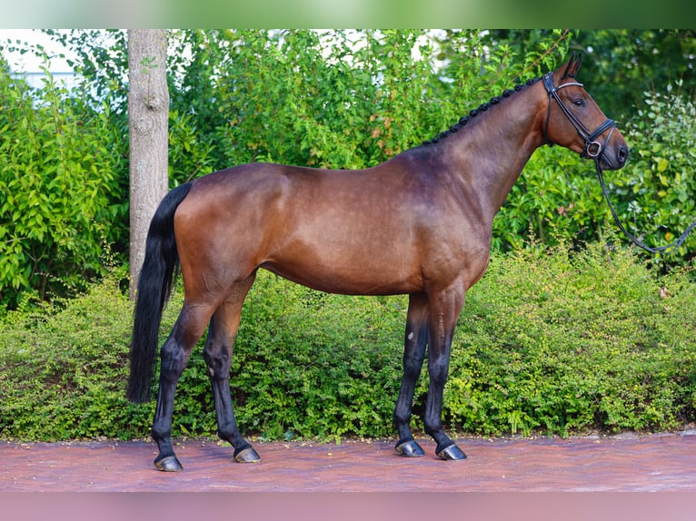 Oldenburg Mare 9 years Brown in Lemwerder