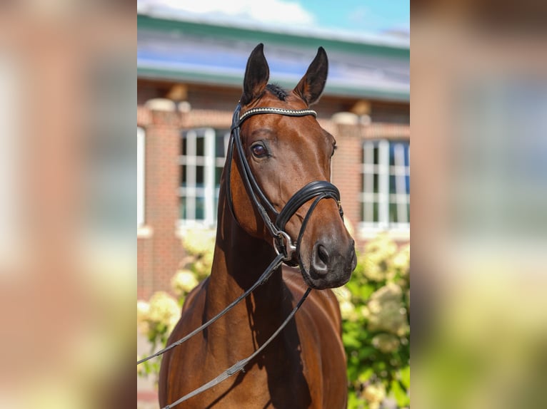 Oldenburg Mare 9 years Brown in Lemwerder