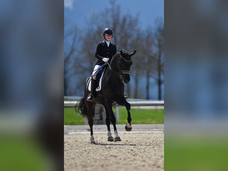Oldenburg Mare 9 years Rabicano in Feldkirchen-Westerham