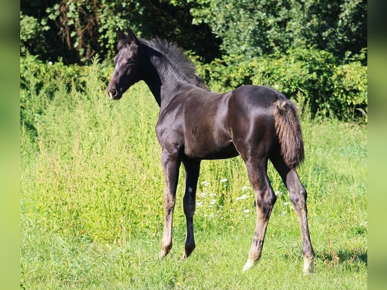 Oldenburg Mare Foal (06/2023) 12,2 hh Bay-Dark in Radeburg