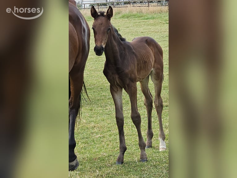 Oldenburg Mare Foal (06/2026) 13.2 hh Brown in Vechta
