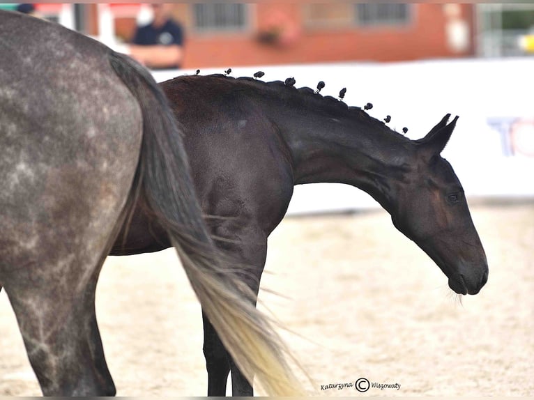 Oldenburg Mare Foal (01/2025) 13,1 hh Grey in Gogo&#x142;owa