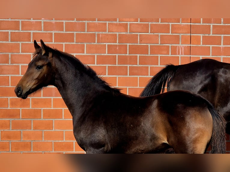 Oldenburg Mare Foal (05/2025) 16,1 hh Bay-Dark in Ochtersum