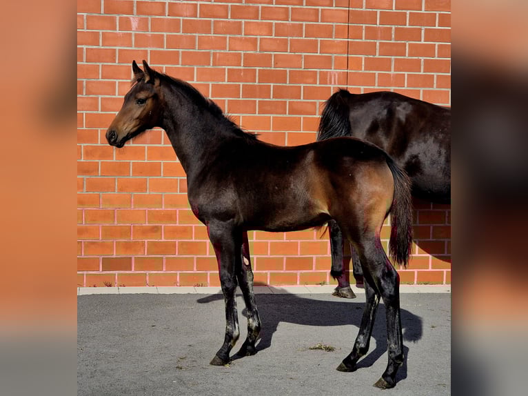 Oldenburg Mare Foal (05/2025) 16,1 hh Bay-Dark in Ochtersum