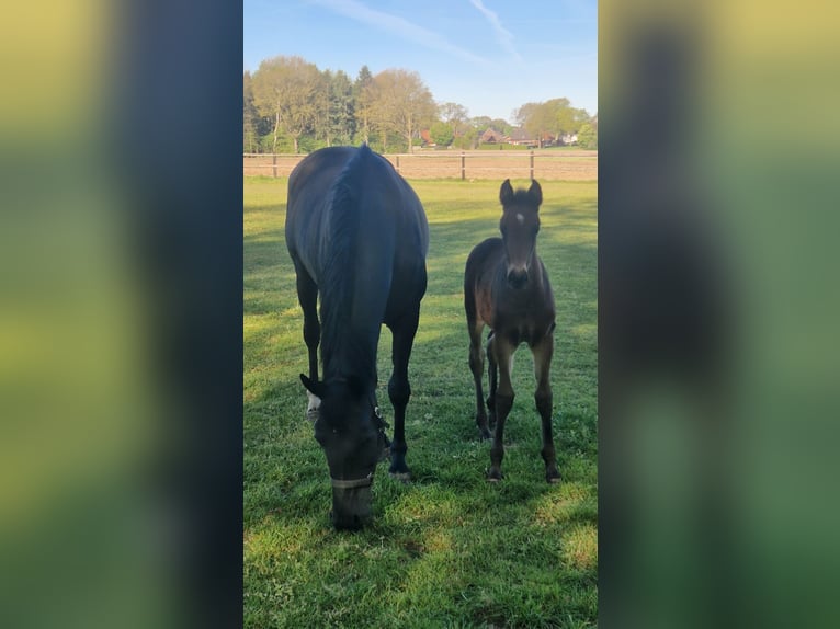 Oldenburg Mare Foal (03/2026) 16.1 hh Bay-Dark in Lindern (Oldenburg)