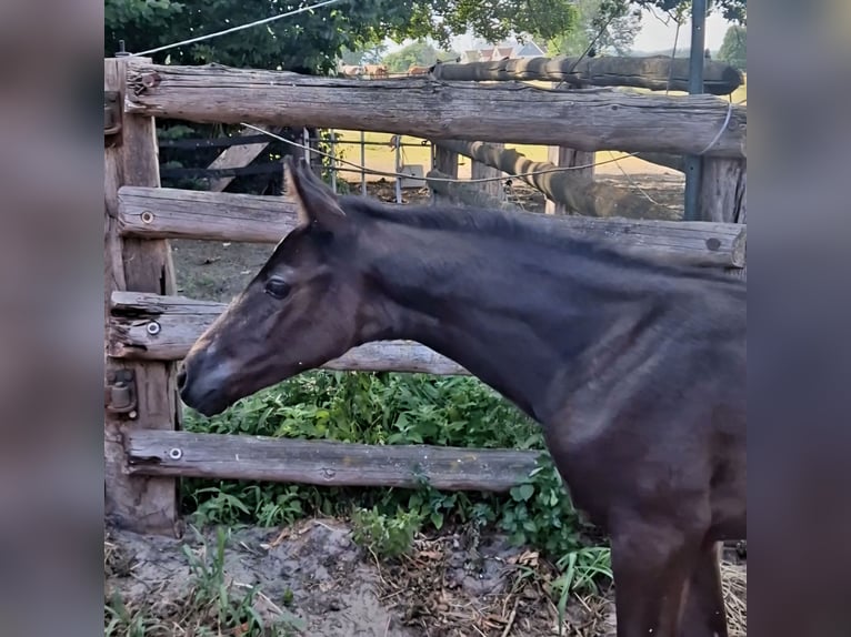 Oldenburg Mare Foal (05/2026) 16.1 hh Black in Bramsche