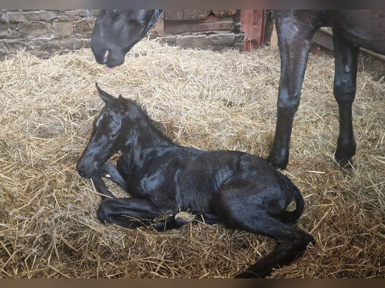 Oldenburg Mare Foal (05/2026) 16.1 hh Black in Bramsche
