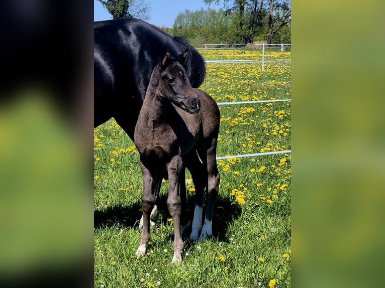 Oldenburg Mare Foal (04/2026) 16.1 hh Black in Westerstede