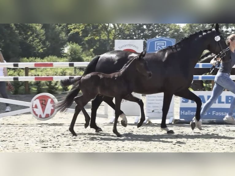 Oldenburg Mare Foal (06/2026) 16.1 hh Black in Großefehn Ostgroßefehn