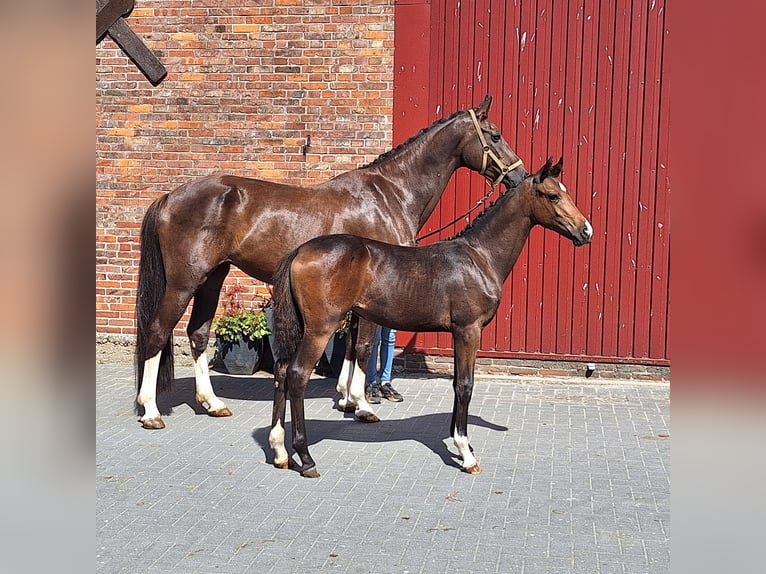 Oldenburg Mare Foal (03/2026) 16.1 hh Brown in Twistringen
