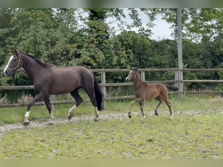 Oldenburg Mare Foal (03/2026) 16.1 hh Brown in Twistringen