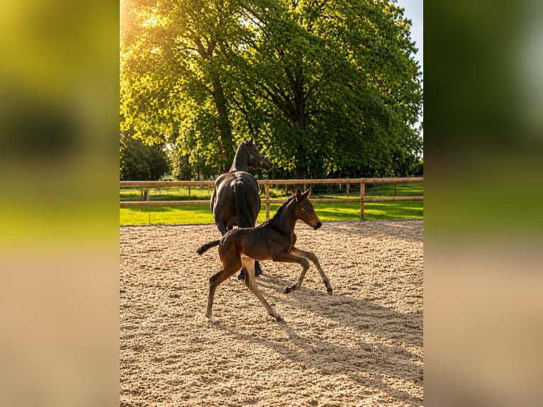 Oldenburg Mare Foal (06/2026) 16.1 hh Brown in Merzen