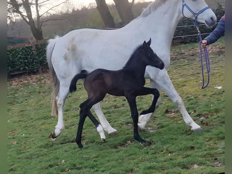 Oldenburg Mare Foal (03/2026) 16.1 hh Can be white in Bramsche