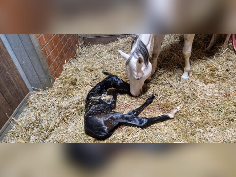 Oldenburg Mare Foal (03/2026) 16.1 hh Can be white in Bramsche