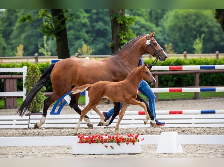 Oldenburg Mare Foal (04/2026) 16.1 hh Chestnut in Holdorf