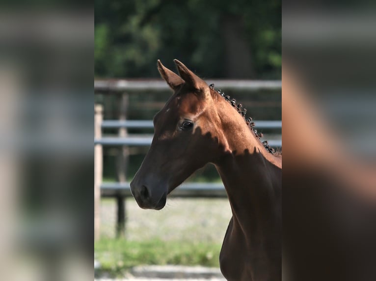 Oldenburg Mare  16,1 hh Chestnut in Wittmund