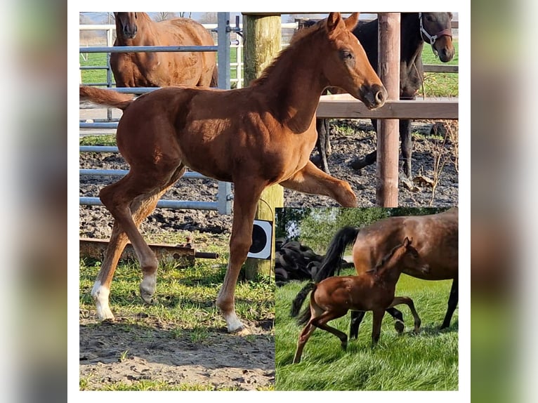 Oldenburg Mare  16,1 hh Chestnut in Wittmund