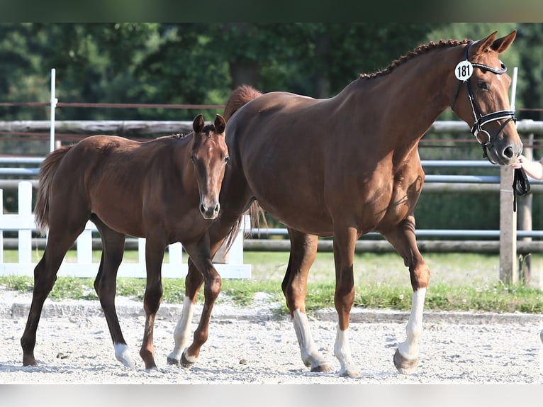 Oldenburg Mare  16,1 hh Chestnut in Wittmund