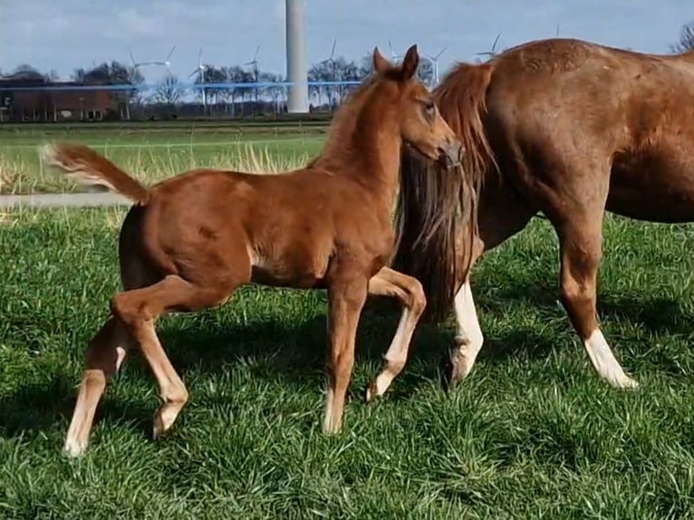 Oldenburg Mare  16,1 hh Chestnut in Wittmund