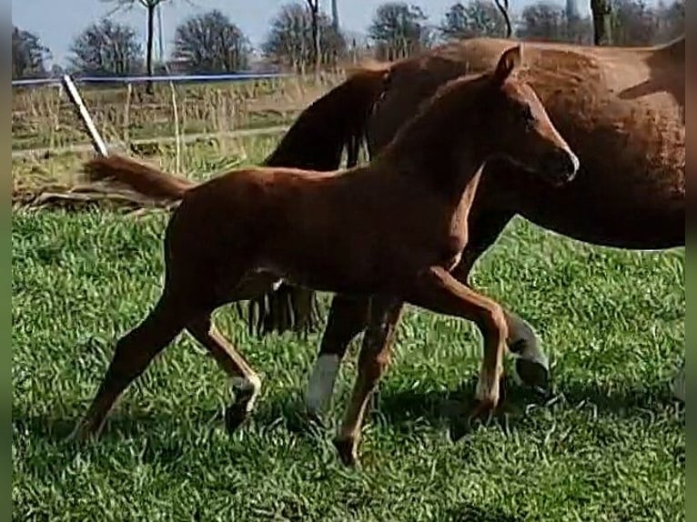 Oldenburg Mare  16,1 hh Chestnut in Wittmund