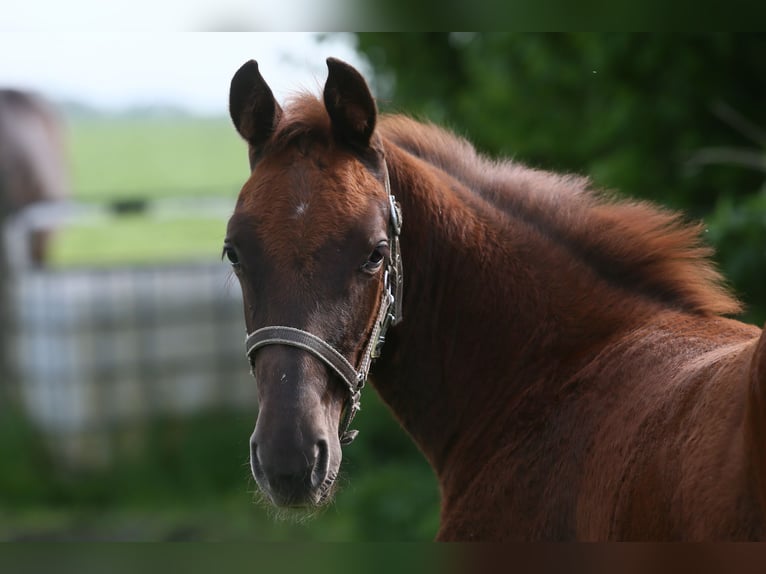 Oldenburg Mare  16,1 hh Chestnut in Wittmund