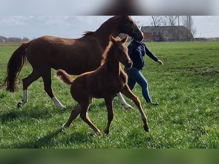 Oldenburg Mare  16,1 hh Chestnut in Wittmund