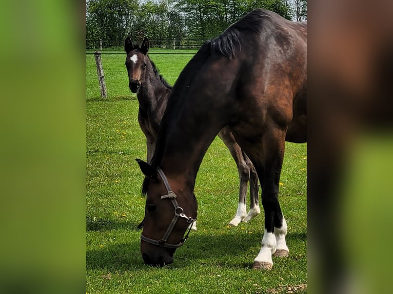 Oldenburg Mare Foal (04/2023) 16,1 hh Smoky-Black in Ganderkesee