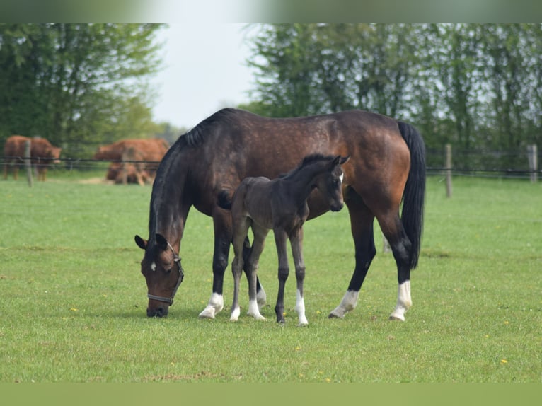 Oldenburg Mare Foal (04/2023) 16,1 hh Smoky-Black in Ganderkesee