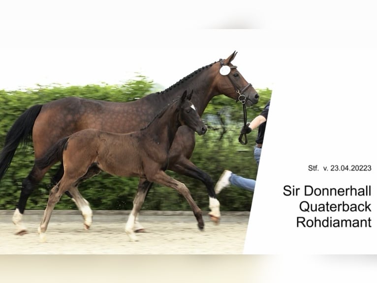 Oldenburg Mare Foal (04/2023) 16,1 hh Smoky-Black in Ganderkesee