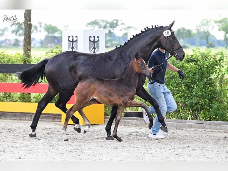 Oldenburg Mare Foal (05/2026) 16.1 hh Smoky-Black in Hude (Oldenburg)