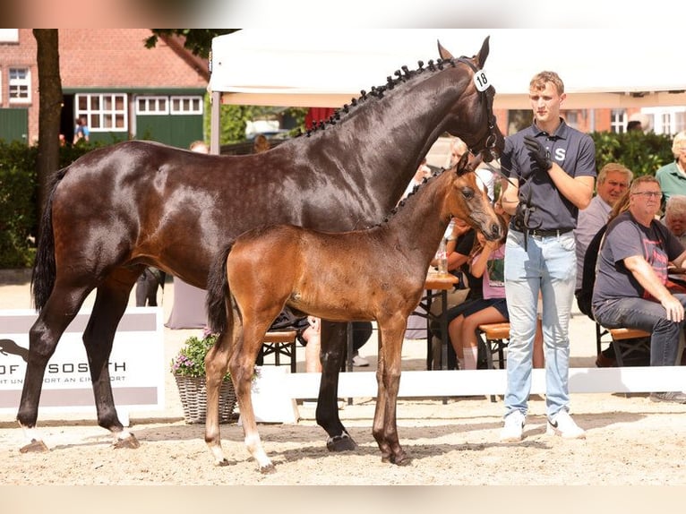Oldenburg Mare Foal (05/2026) 16.1 hh Smoky-Black in Hude (Oldenburg)