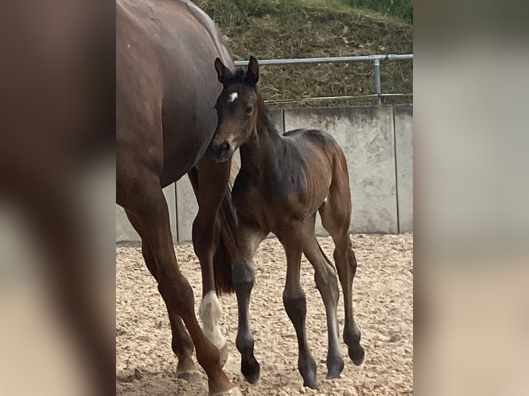 Oldenburg Mare Foal (06/2026) 16.2 hh Bay-Dark in Dingelstädt